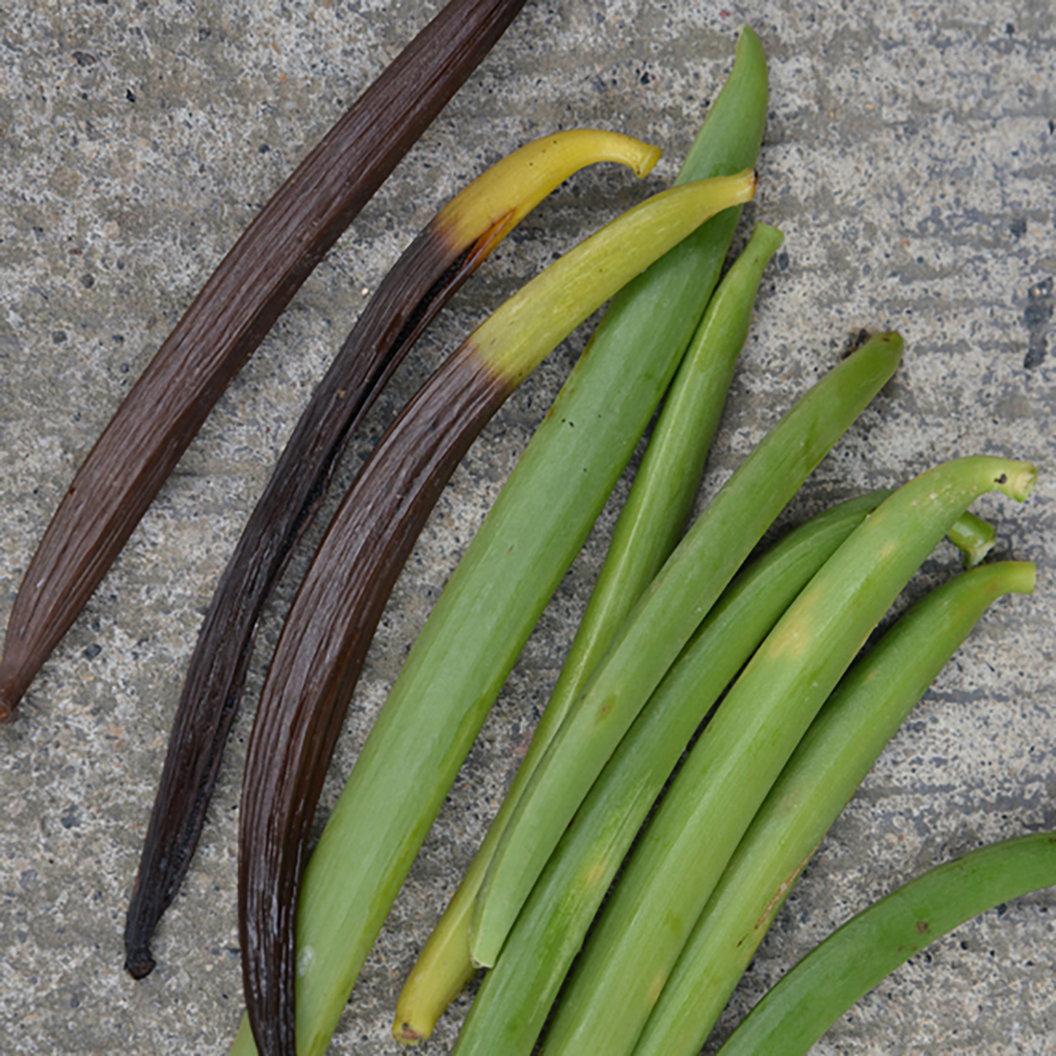Vanille Königin der Gewürze schwarzenbach.ch